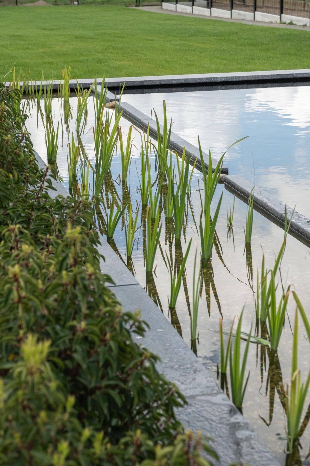 Plantenfilter ecologische vijver Plantenfilter van een ecologische vijver met lisdodde en helder water